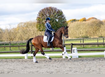 Rheinländer, Wallach, 13 Jahre, 168 cm