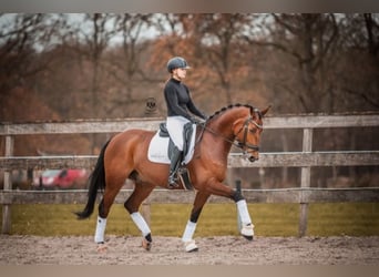 Rheinländer, Wallach, 13 Jahre, 170 cm, Brauner