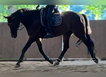 Rheinländer, Wallach, 13 Jahre, 170 cm, Dunkelbrauner