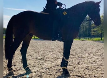 Rheinländer, Wallach, 13 Jahre, 170 cm, Dunkelbrauner