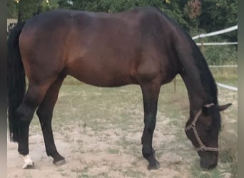 Rheinländer, Wallach, 13 Jahre, 170 cm, Dunkelbrauner