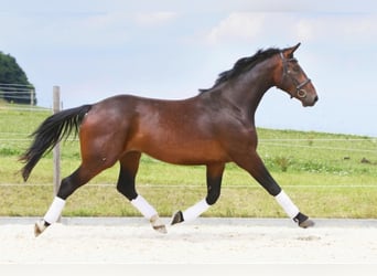 Rheinländer, Wallach, 13 Jahre, 172 cm, Brauner