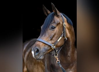 Rheinländer, Wallach, 13 Jahre, 172 cm, Schwarzbrauner