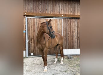 Rheinländer, Wallach, 13 Jahre, 174 cm, Fuchs
