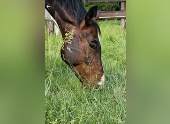 Rheinländer, Wallach, 13 Jahre, 180 cm, Brauner