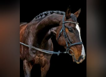 Rheinländer, Wallach, 13 Jahre, 180 cm, Brauner