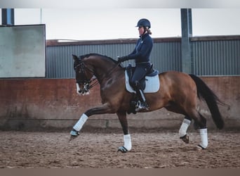 Rheinländer, Wallach, 14 Jahre, 160 cm, Dunkelbrauner
