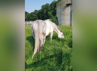 Rheinländer, Wallach, 14 Jahre, 163 cm, Schimmel