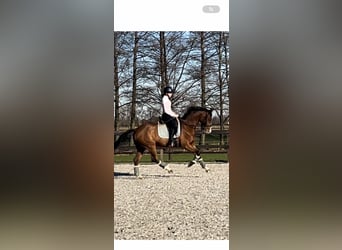 Rheinländer, Wallach, 14 Jahre, 165 cm, Brauner