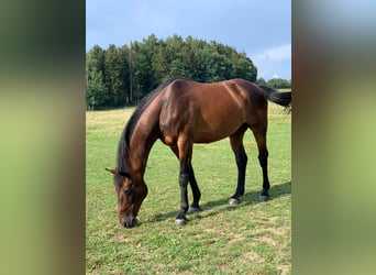 Rheinländer, Wallach, 14 Jahre, 170 cm, Brauner