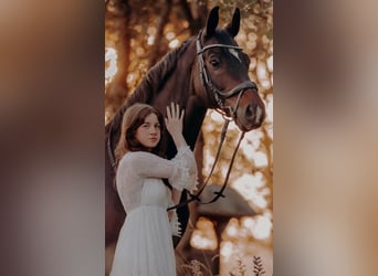 Rheinländer, Wallach, 14 Jahre, 170 cm, Dunkelbrauner