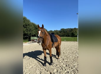 Rheinländer, Wallach, 14 Jahre, 171 cm, Fuchs