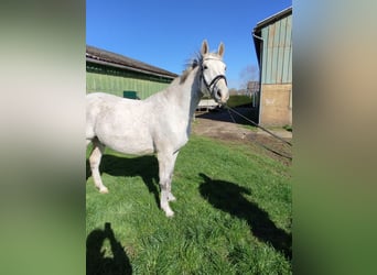 Rheinländer, Wallach, 14 Jahre, 172 cm, Fliegenschimmel