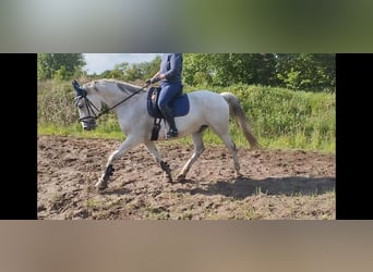 Rheinländer, Wallach, 14 Jahre, 172 cm, Fliegenschimmel