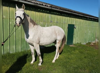 Rheinländer, Wallach, 14 Jahre, 172 cm, Fliegenschimmel