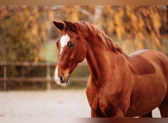Rheinländer, Wallach, 14 Jahre, 172 cm, Fuchs