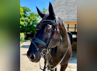 Rheinländer, Wallach, 14 Jahre, 174 cm, Schwarzbrauner