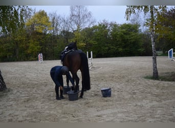 Rheinländer, Wallach, 14 Jahre, 175 cm, Dunkelbrauner