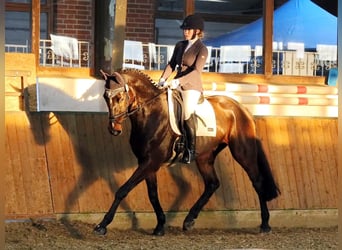 Rheinländer, Wallach, 14 Jahre, 176 cm, Dunkelbrauner