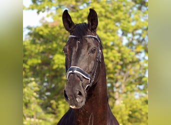 Rheinländer, Wallach, 14 Jahre, 182 cm, Rappe
