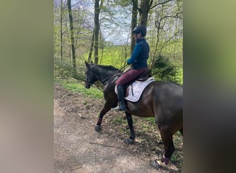 Rheinländer, Wallach, 15 Jahre, 169 cm, Dunkelbrauner