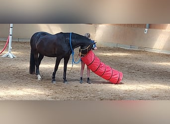 Rheinländer, Wallach, 15 Jahre, 169 cm, Dunkelbrauner