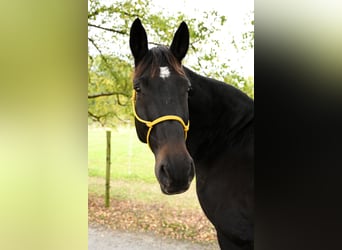 Rheinländer, Wallach, 15 Jahre, 169 cm, Dunkelbrauner