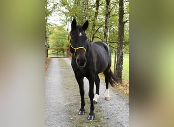 Rheinländer, Wallach, 15 Jahre, 169 cm, Dunkelbrauner