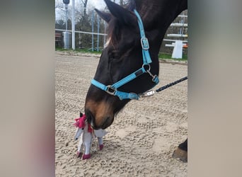 Rheinländer, Wallach, 15 Jahre, 169 cm, Dunkelbrauner