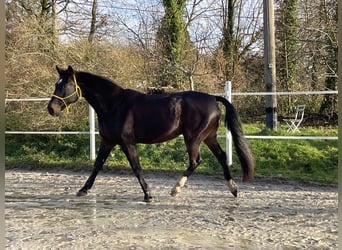 Rheinländer, Wallach, 15 Jahre, 169 cm, Dunkelbrauner