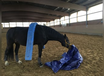 Rheinländer, Wallach, 15 Jahre, 169 cm, Dunkelbrauner