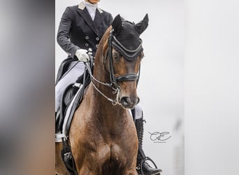Rheinländer, Wallach, 15 Jahre, 175 cm, Dunkelbrauner