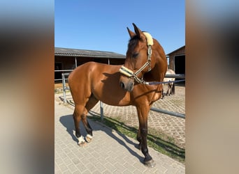 Rheinländer, Wallach, 16 Jahre, 164 cm, Brauner