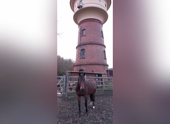 Rheinländer, Wallach, 16 Jahre, 166 cm, Dunkelbrauner