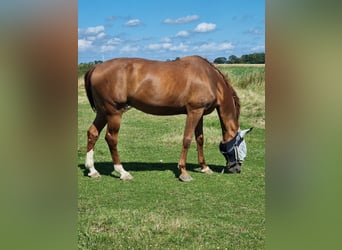 Rheinländer, Wallach, 16 Jahre, 173 cm, Fuchs