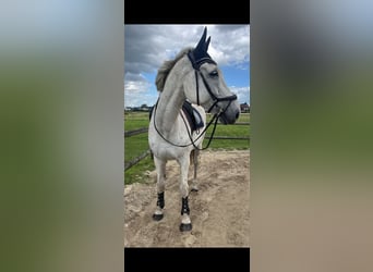 Rheinländer, Wallach, 16 Jahre, 174 cm, Schimmel