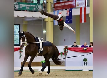Rheinländer, Wallach, 16 Jahre, 184 cm, Dunkelfuchs