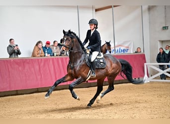 Rheinländer, Wallach, 16 Jahre