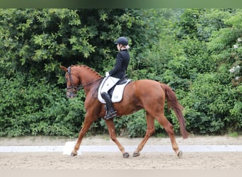 Rheinländer, Wallach, 17 Jahre, 174 cm, Fuchs