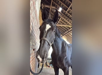 Rheinländer, Wallach, 17 Jahre, 179 cm, Schwarzbrauner
