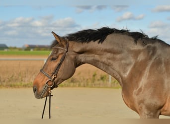 Rheinländer, Wallach, 18 Jahre, 170 cm, Brauner