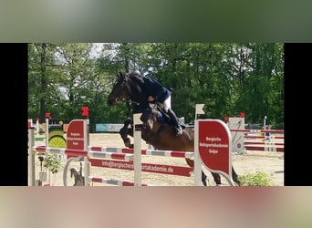 Rheinländer, Wallach, 18 Jahre, 173 cm, Schwarzbrauner