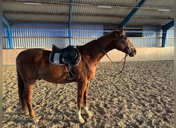Rheinländer, Wallach, 18 Jahre, 174 cm, Fuchs