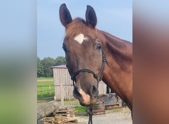 Rheinländer, Wallach, 19 Jahre, Dunkelfuchs