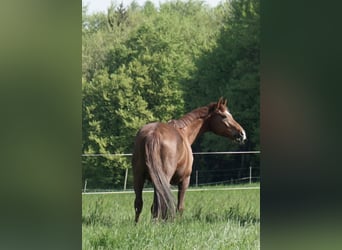 Rheinländer, Wallach, 19 Jahre, Dunkelfuchs
