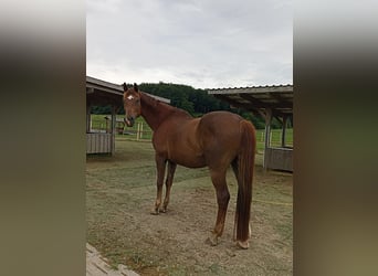 Rheinländer, Wallach, 19 Jahre, Dunkelfuchs