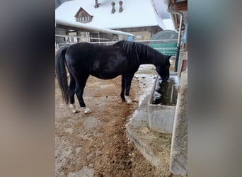 Rheinländer, Wallach, 19 Jahre, Schwarzbrauner