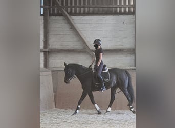 Rheinländer, Wallach, 20 Jahre, 168 cm, Dunkelbrauner
