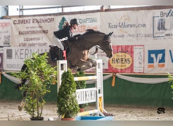 Rheinländer, Wallach, 20 Jahre, 170 cm, Dunkelbrauner