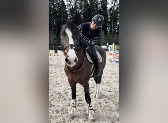 Rheinländer, Wallach, 21 Jahre, 161 cm, Brauner